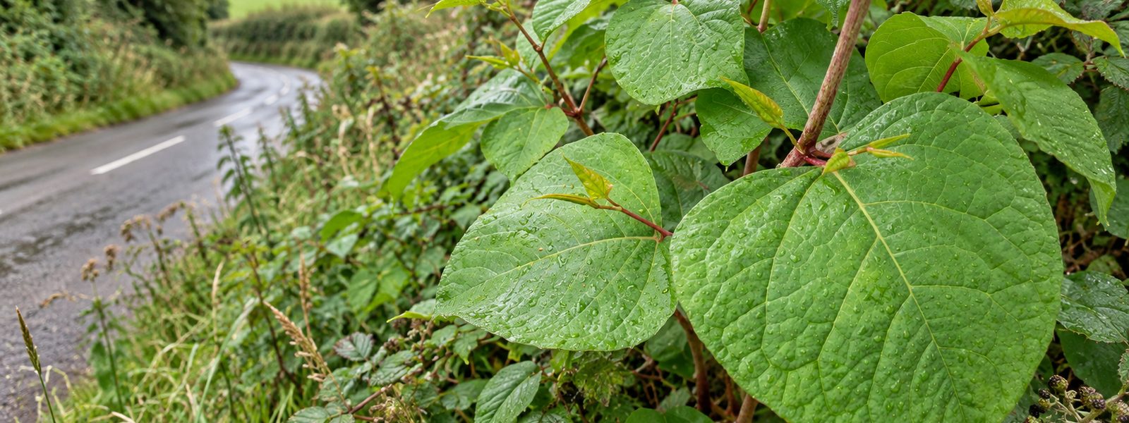 Corporate Knotweed Eradication Service in the South East Corporate Knotweed Eradication Service in the South East