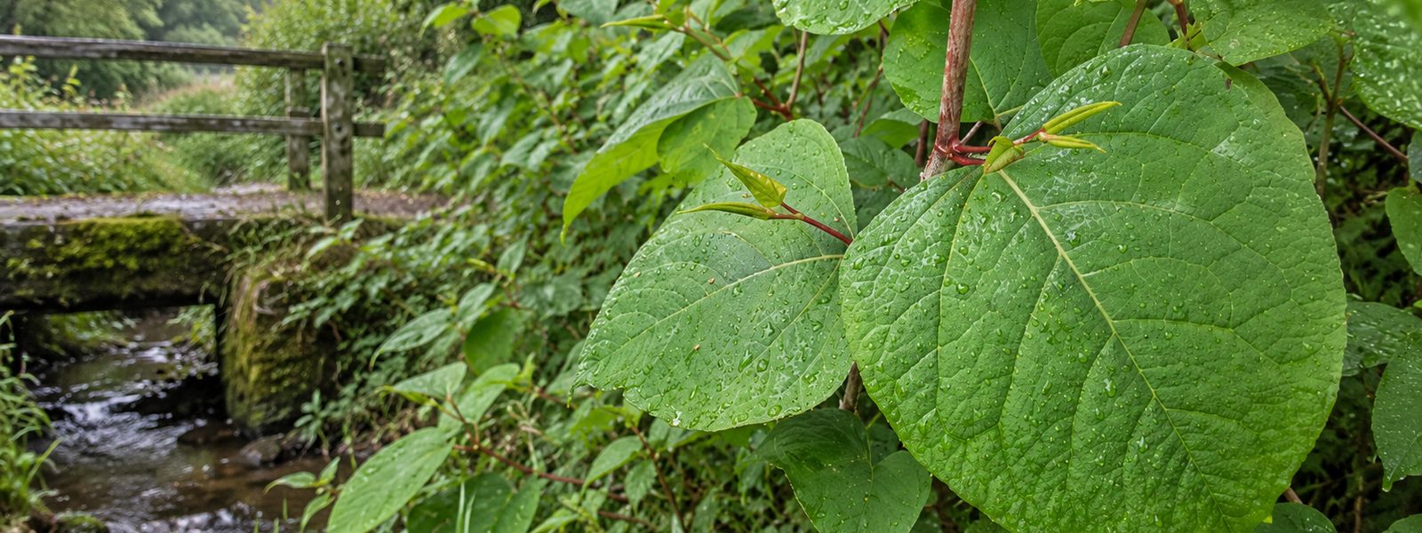 Corporate Knotweed Eradication Service in the South West